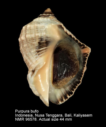 Purpura bufo (4).jpg - Purpura bufo Lamarck,1822